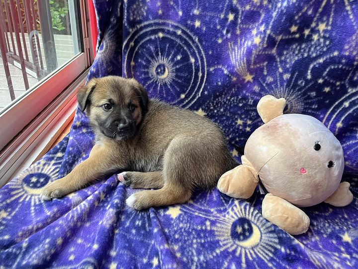 chinook puppy